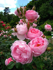 Meet your Posher, Khanh